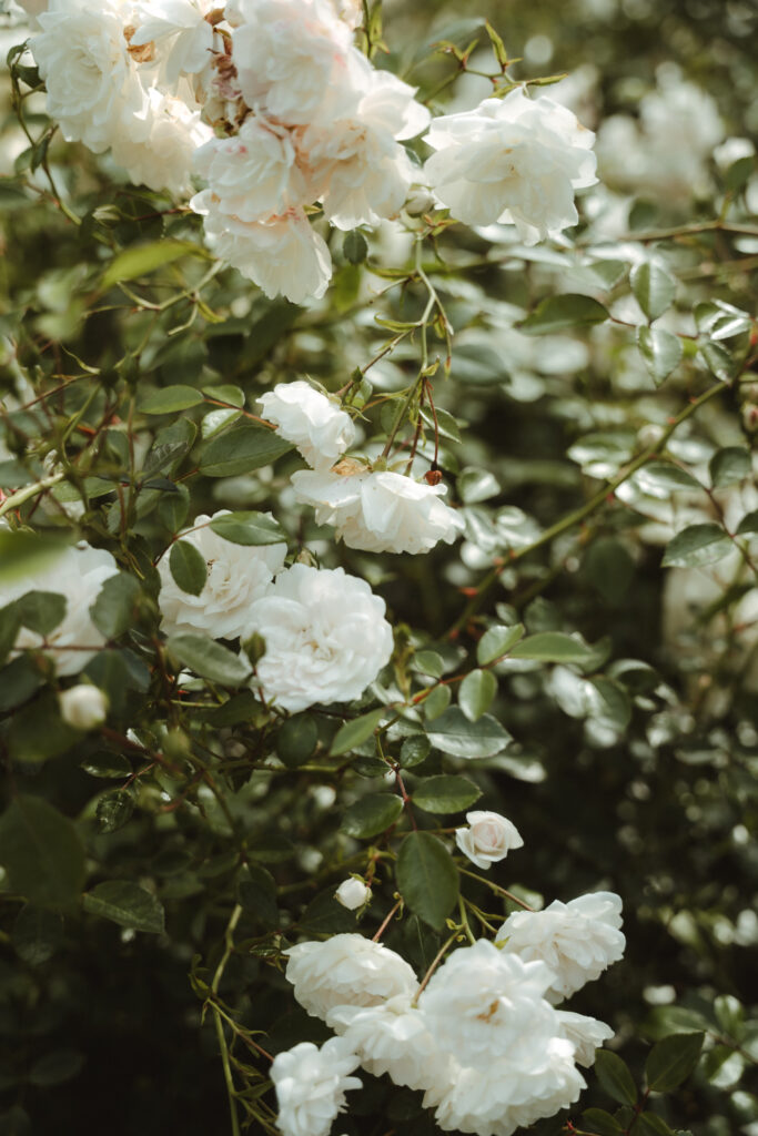 Rosen am Schloss Wickrath