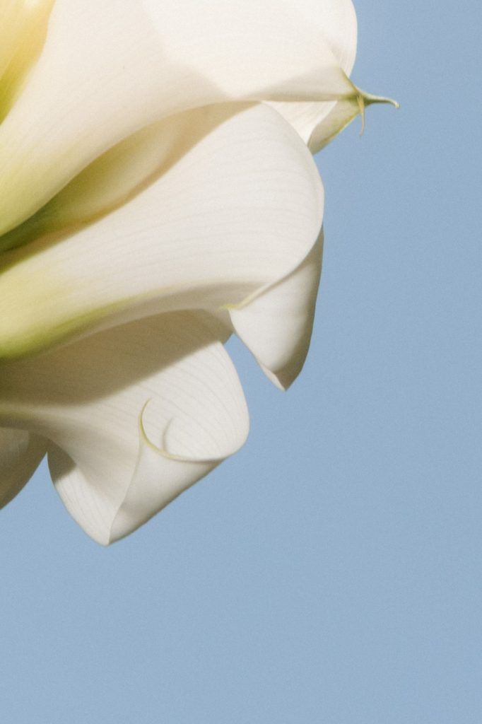 Weiße Calla-Blüte vor blauem Himmel als minimalistisches Hochzeitsdetail