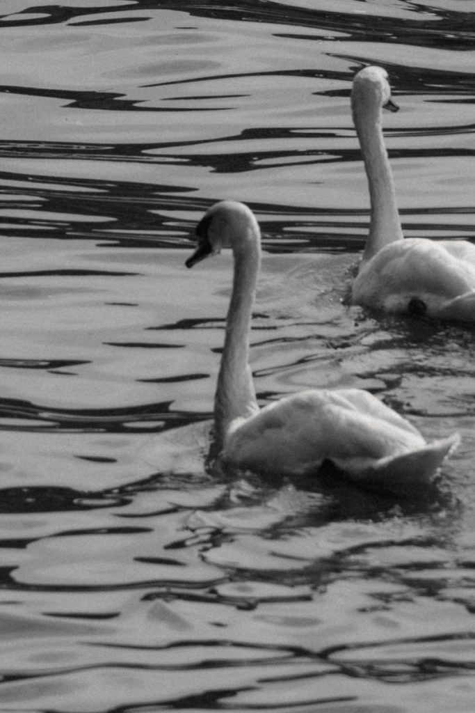 Schwäne auf dem Wasser in Schwarz-Weiß als ruhige Aufnahme am Hochzeitstag